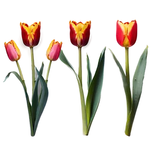 Tulip Crown Png Anu64 PNG image