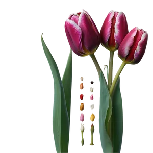 Tulip Crown Png Sll18 PNG image