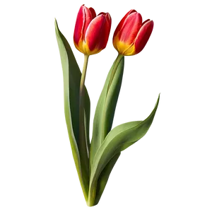 Tulip Drawing Png 05212024 PNG image