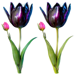 Tulip Drawing Png Gbq53 PNG image