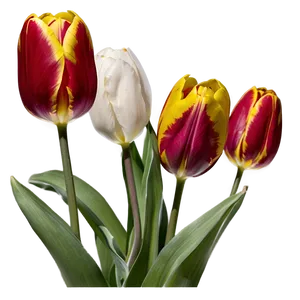 Tulip Dream Png Akn48 PNG image