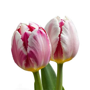 Tulip Dream Png Awk69 PNG image