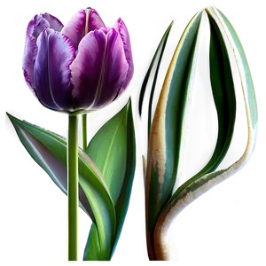 Tulip Fantasy Png 74 PNG image