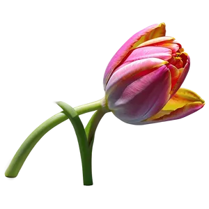 Tulip Fantasy Png Neb3 PNG image