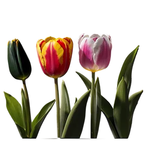 Tulip Field Png 05212024 PNG image