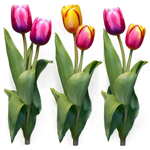 Tulip Field Png Hsm34 PNG image