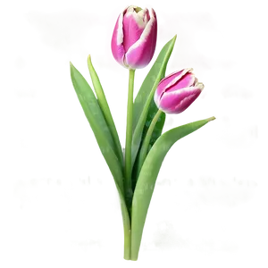 Tulip Flower Bush PNG Kto22 PNG