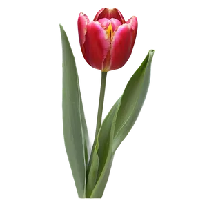 Tulip Flower Drawing PNG 05252024