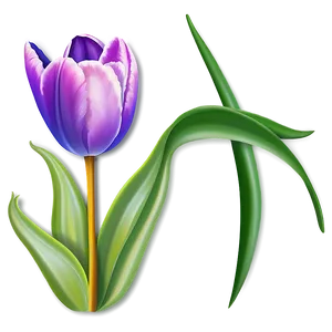 Tulip Flower Drawing PNG 24