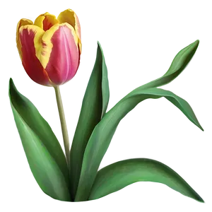 Tulip Flower Drawing PNG Rwn