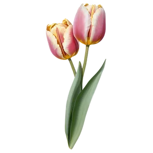 Tulip Flower Outline Png 05252024 PNG image