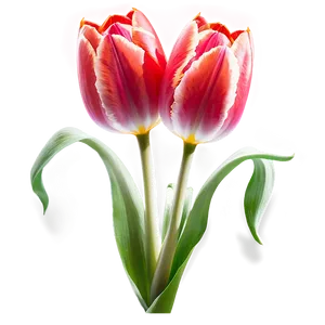 Tulip Flower Transparent Png 66 PNG image