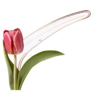 Tulip Garden Png 05212024 PNG image