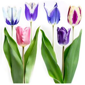 Tulip Garden Png Qjo PNG image