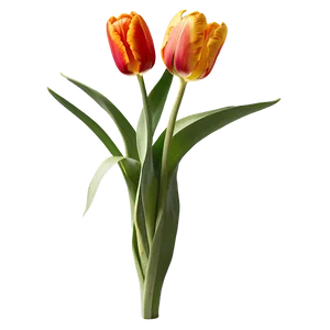 Tulip Garden Png Shq4 PNG image