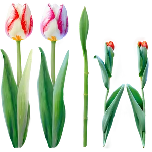 Tulip Illustration Png 95 PNG image