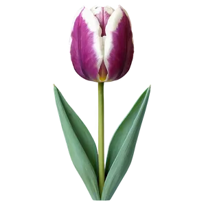 Tulip Illustration Png Qxy78 PNG image