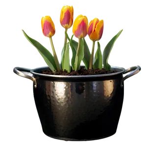 Tulip In Pot Png 05212024 PNG image