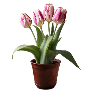 Tulip In Pot Png 42 PNG image