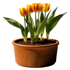 Tulip In Pot Png Mwk51 PNG image