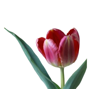 Tulip Love Png 05212024 PNG image
