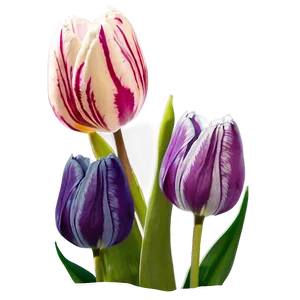 Tulip Love Png 05212024 PNG image