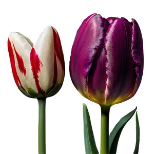 Tulip Love Png 74 PNG image