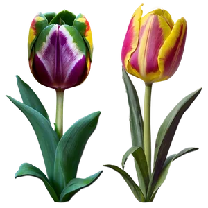 Tulip Magic Png 17 PNG image