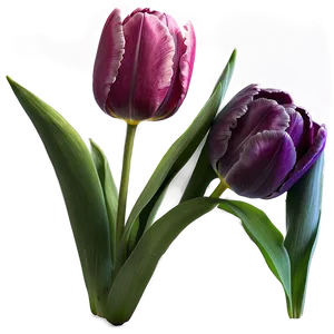 Tulip Magic Png 50 PNG image