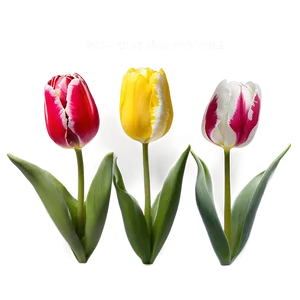 Tulip Pattern Png 05212024 PNG image