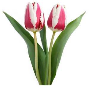 Tulip Pattern Png 05212024 PNG image