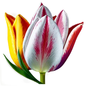 Tulip Petal Png Hgv54 PNG image