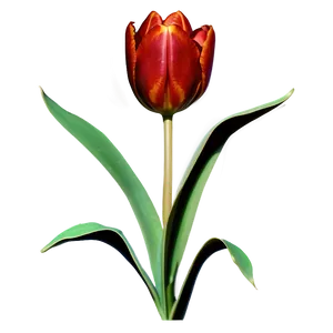 Tulip Silhouette Png Sii PNG image