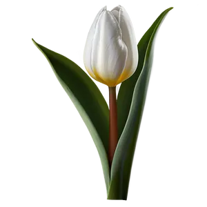 Tulip Stem Png 05212024 PNG image