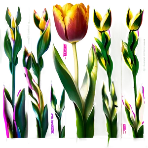 Tulip Stem Png 20 PNG image
