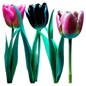 Tulip Stem Png Akh91 PNG image