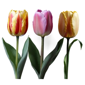 Tulip Sunset Png 49 PNG image