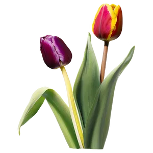 Tulip Sunset Png 69 PNG image