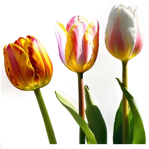 Tulip Sunset PNG Ydn