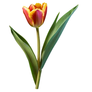 "tulip Temptation: Vivid Flower PNG" B