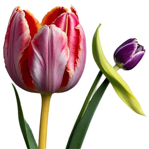 "tulip Temptation: Vivid Flower PNG" C