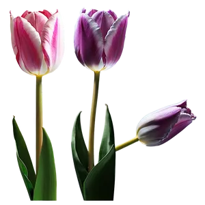 "tulip Temptation: Vivid Flower PNG" D