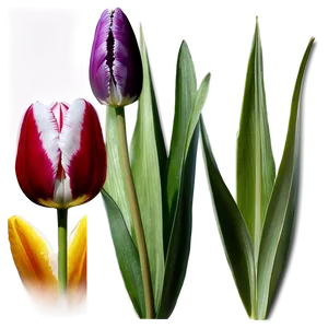 Tulip Wallpaper Png 05212024 PNG image