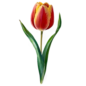 Tulip Watercolor Png 05212024 PNG image