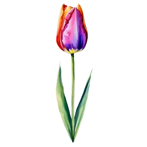 Tulip Watercolor Png 05212024 PNG image