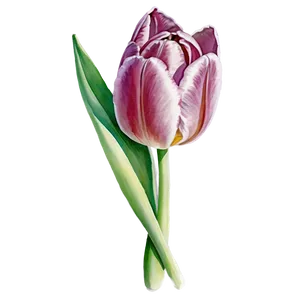 Tulip Watercolor Png Crs PNG image