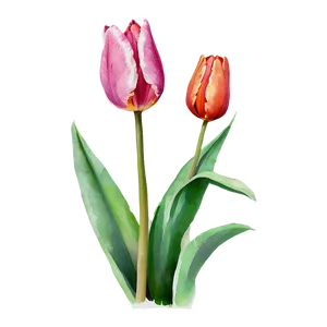 Tulip Watercolor Png Dqc52 PNG image
