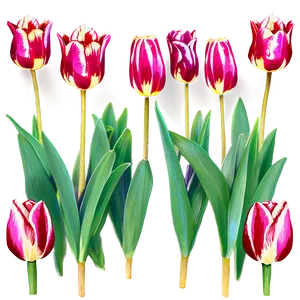 Tulips And Bees Png 81 PNG image