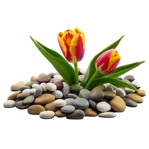 Tulips And Pebbles Png Yct85 PNG image