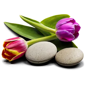 Tulips And Pebbles Png Ywn13 PNG image